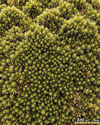 Feathery lime green moss with tiny fronds, evenly lit from the front