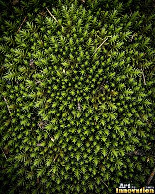 Feathery lime green moss with tiny fronds, evenly lit from the front
