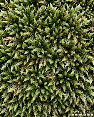 Moss with dew drops on every tip, a close natural surface texture