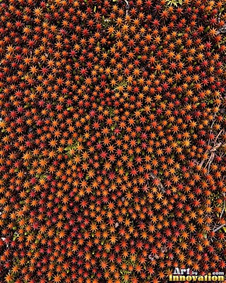 Patchwork of moss and lichen in rust brown autumn tones