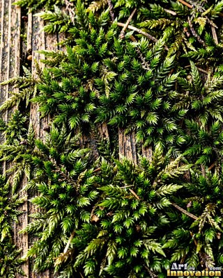 Moss with dew drops on every tip, a close natural surface texture
