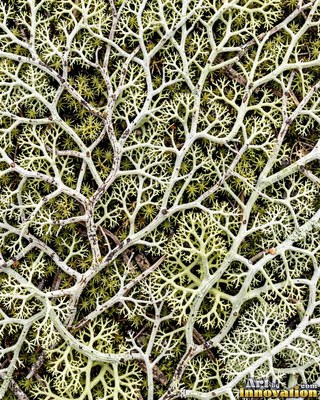 Patchwork of moss and lichen in rust brown autumn tones