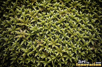 Dense cushion moss in deep forest green covering the whole frame
