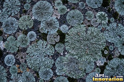 Patchwork of moss and lichen in rust brown autumn tones