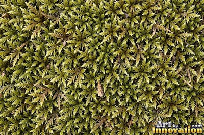 Dense cushion moss in deep forest green covering the whole frame