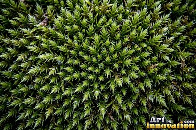 Feathery lime green moss with tiny fronds, evenly lit from the front