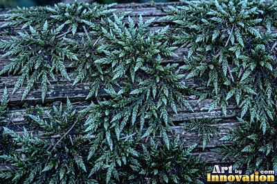 Feathery lime green moss with tiny fronds, evenly lit from the front