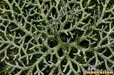 Moss with dew drops on every tip, a close natural surface texture