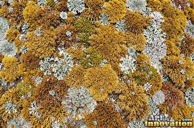 Dense cushion moss in deep forest green covering the whole frame