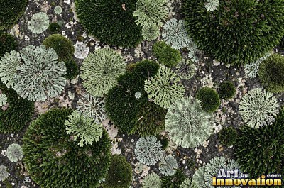 Moss with dew drops on every tip, a close natural surface texture