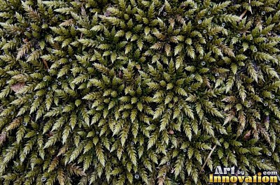 Dense cushion moss in deep forest green covering the whole frame
