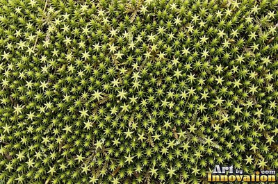 Feathery lime green moss with tiny fronds, evenly lit from the front