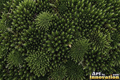Moss with dew drops on every tip, a close natural surface texture