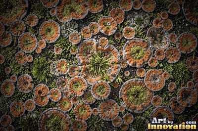 Patchwork of moss and lichen in rust brown autumn tones