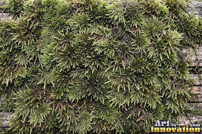 Dense cushion moss in deep forest green covering the whole frame