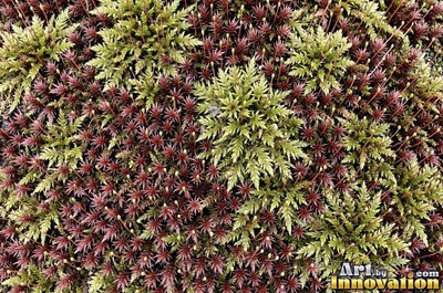 Moss with dew drops on every tip, a close natural surface texture
