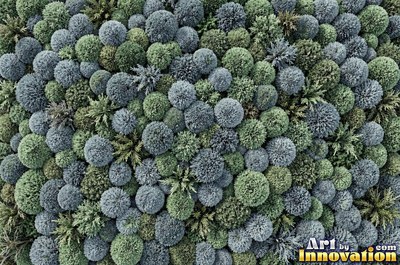 Dense cushion moss in deep forest green covering the whole frame