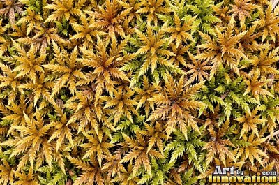 Moss with dew drops on every tip, a close natural surface texture