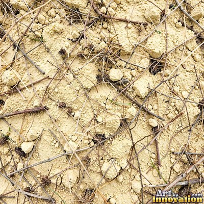 Forest floor soil threaded with tiny roots and twigs