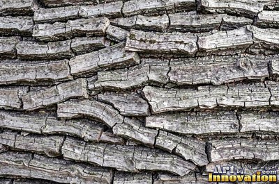 Plated pine bark broken into thick puzzle piece scales