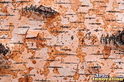 Cork oak bark full of spongy pits and fissures