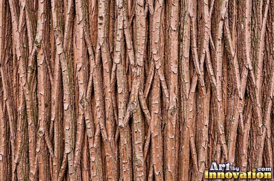 Plated pine bark broken into thick puzzle piece scales