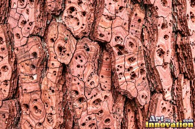 Cork oak bark full of spongy pits and fissures