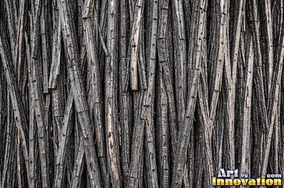 Silver gray pine bark scales under soft even light
