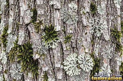 Plated pine bark broken into thick puzzle piece scales