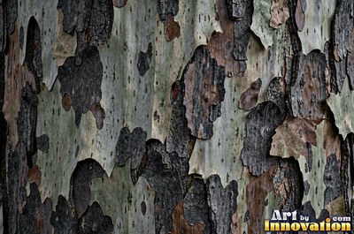 Sycamore bark shedding in patchwork camouflage flakes