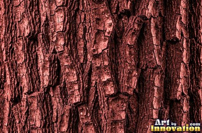 Silver gray pine bark scales under soft even light