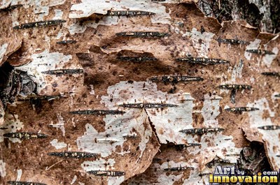 Plated pine bark broken into thick puzzle piece scales