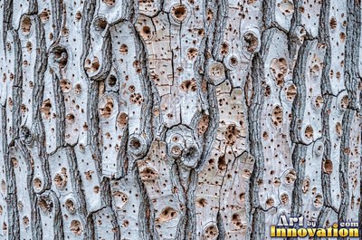 Plated pine bark broken into thick puzzle piece scales
