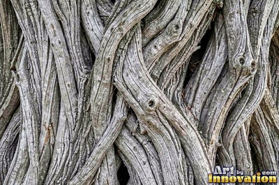 Cork oak bark full of spongy pits and fissures
