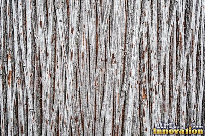 Sycamore bark shedding in patchwork camouflage flakes