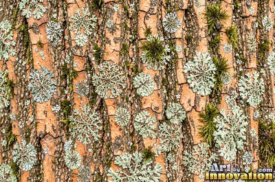 Silver gray pine bark scales under soft even light