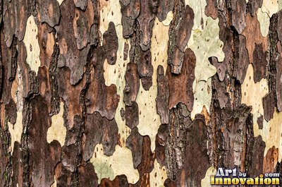 Cork oak bark full of spongy pits and fissures