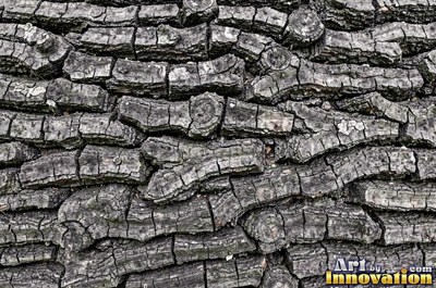 Sycamore bark shedding in patchwork camouflage flakes
