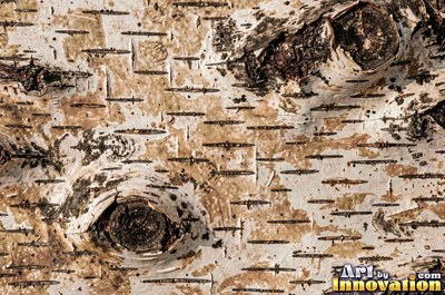 Silver gray pine bark scales under soft even light