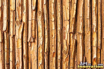 Sycamore bark shedding in patchwork camouflage flakes