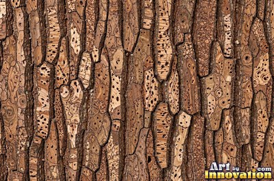 Silver gray pine bark scales under soft even light
