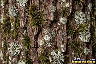 Sycamore bark shedding in patchwork camouflage flakes