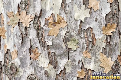 Plated pine bark broken into thick puzzle piece scales