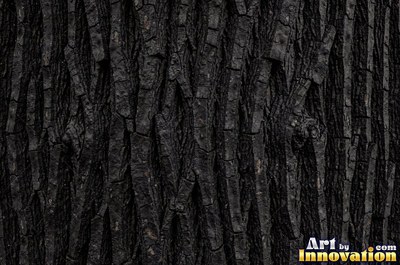 Cork oak bark full of spongy pits and fissures