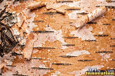 Sycamore bark shedding in patchwork camouflage flakes