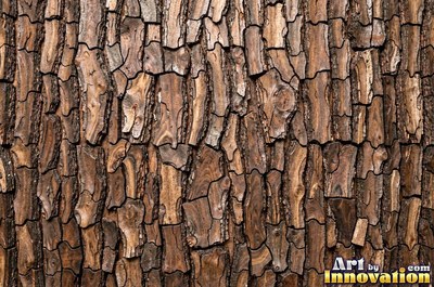 Silver gray pine bark scales under soft even light