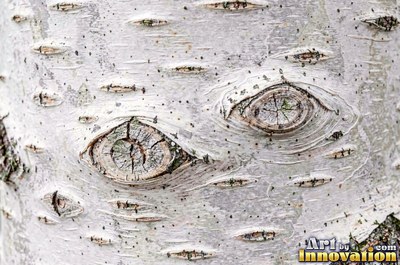 Plated pine bark broken into thick puzzle piece scales