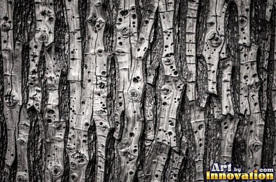 Sycamore bark shedding in patchwork camouflage flakes