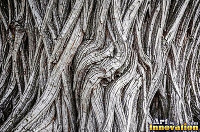 Silver gray pine bark scales under soft even light