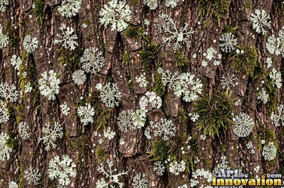Cork oak bark full of spongy pits and fissures